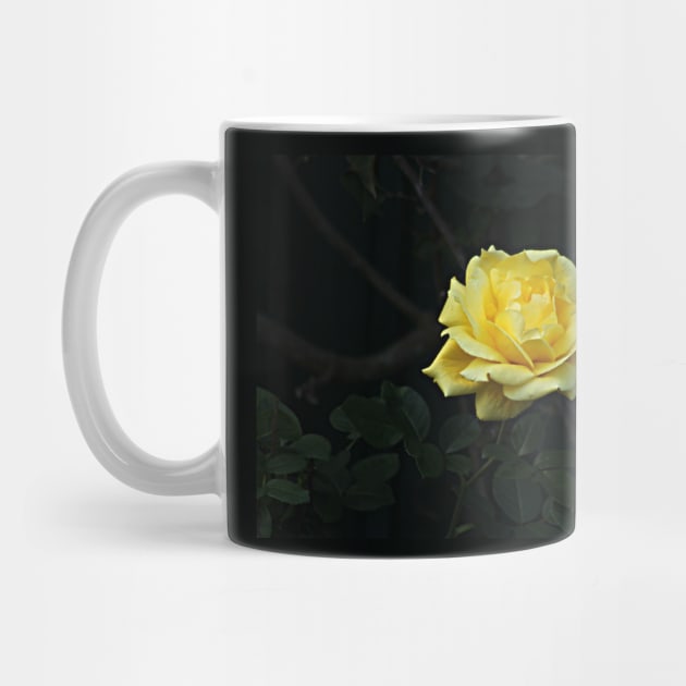 Yellow Rose Flower on Branch by oknoki